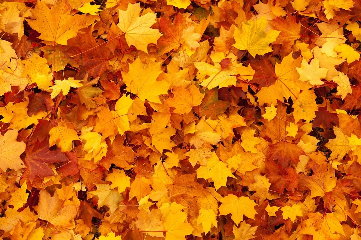 10 Autumn-Inspired Short Story Prompts for Writers